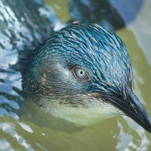 Sep. 2016 - Children's Zoo - Little Penguin