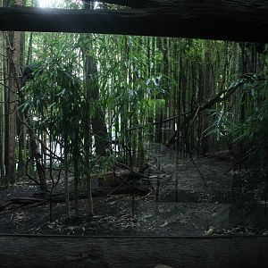 Sep. 2016 - Jungle Trails - Capuchinbird + Helmeted Curassow Exhibit