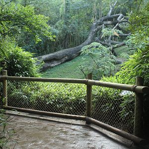 Sep. 2016 - Jungle Trails - Main Bonobo Exhibit Viewing