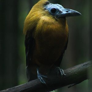 Sep. 2016 - Jungle Trails - Capuchinbird