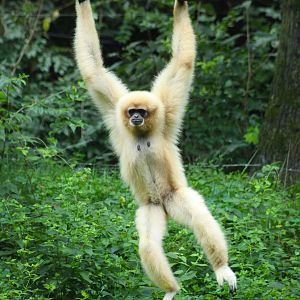 Sep. 2016 - Jungle Trails - Hosen