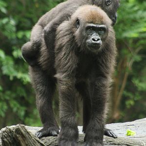 Sep. 2016 - Gorilla World - Gladys Carrying Mona