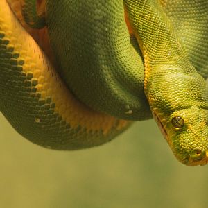 Sep. 2016 - Reptile House - Green Tree Python