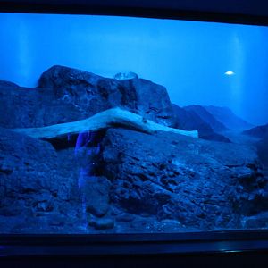 Sep. 2016 - Night Hunters - Arabian Sand Cat Exhibit