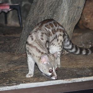 Sep. 2016 - Night Hunters - Large-spotted Genet