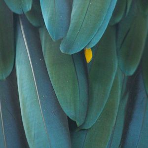 Sep. 2016 - Discovery Forest - Macaw Feathers