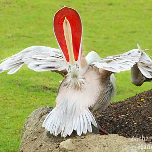 Sep. 2016 - Africa - Pink-backed Pelican