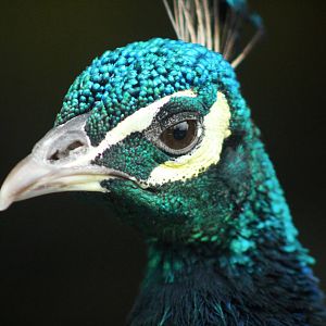 Sep. 2016 - Indian Peafowl