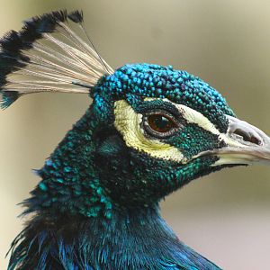 Sep. 2016 - Indian Peafowl