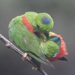 Blue-crowned hanging parrot preening