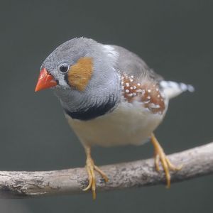 Timor zebra finch