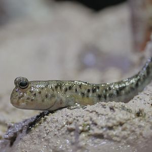 Indian dwarf mudskipper