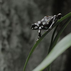 Mara??n poison frog