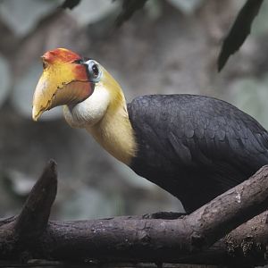 Sunda wrinkled hornbill