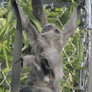 Moloch gibbon infant