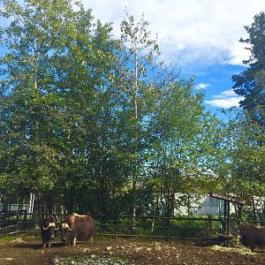 Musk Ox Exhibit