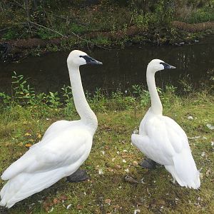 Trumpeter Swans