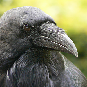 Common Raven - 7 September 2016, Knaresborough Castle