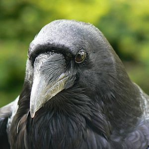 Common Raven - 7 September 2016, Knaresborough Castle