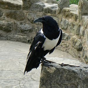 Pied Crow - 7 September 2016, Knaresborough Castle