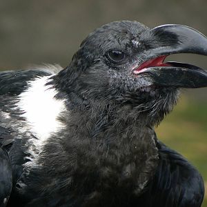 White-necked Raven - 7 September 2016, Knaresborough Castle