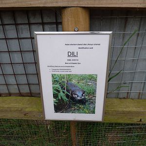 Cotebrook Shire Horse Centre