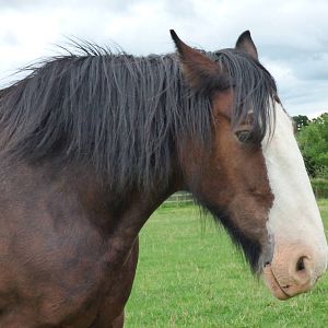 Cotebrook Shire Horse Centre