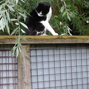 Cotebrook Shire Horse Centre