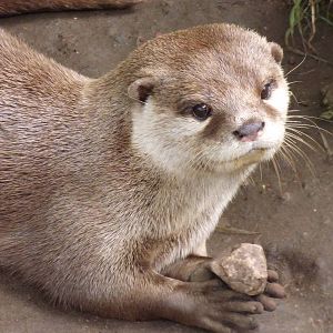 Cotebrook Shire Horse Centre