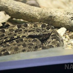 Caatinga lancehead - Instituto Butantan, March 2016