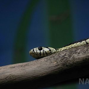 Yellow rat snake - Instituto Butantan, April 2016