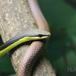 Miranda green racer - Instituto Butantan, April 2016