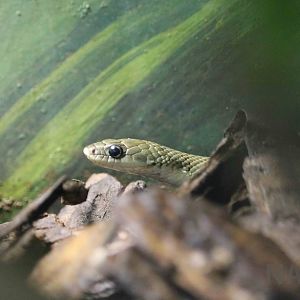 Water snake - Instituto Butantan, April 2016