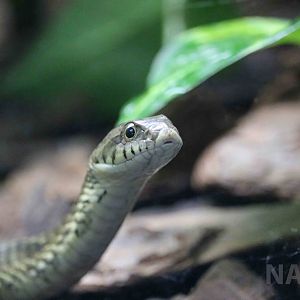 Wagler's snake - Instituto Butantan, April 2016