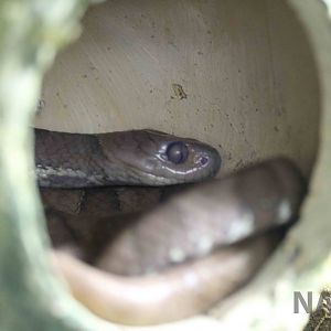 Snail-eating snake - Instituto Butantan, April 2016