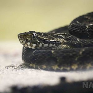 Neuwied's lancehead - Instituto Butantan, April 2016