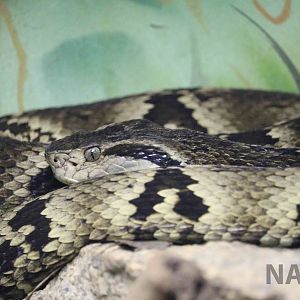 Jararaca - Instituto Butantan, April 2016