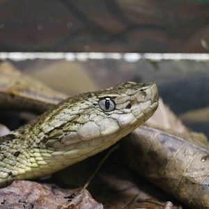 Bahia lancehead - Instituto Butantan, April 2016