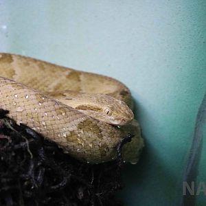 Golden lancehead - Instituto Butantan, April 2016