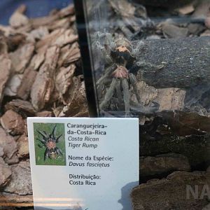 Posing beautifully - Instituto Butantan, April 2016