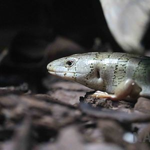 Banded galliwasp - Instituto Butantan, April 2016
