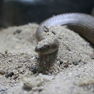 Indian sand boa - Instituto Butantan, April 2016