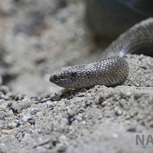 Indian sand boa - Instituto Butantan, April 2016