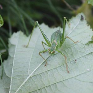 Speckled bush-cricket