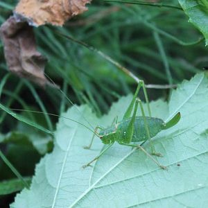 Speckled bush-cricket