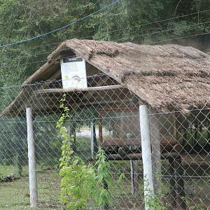 Taxidermied giant armadillo - Tatu Carreta, April 2016.