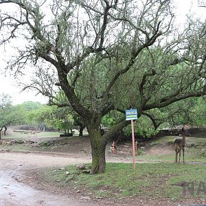 Farm area - Tatu Carreta, April 2016.