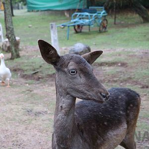Black fallow deer - Tatu Carreta, April 2016.
