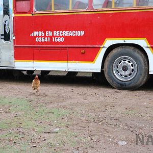 Poultry bus - Tatu Carreta, April 2016.