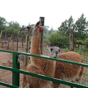 Guanacos - Tatu Carreta, April 2016.